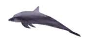 Noah emote