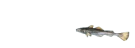 Ricardo emote