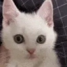 Angy emote
