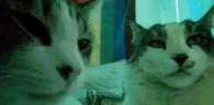 CatsJAM emote