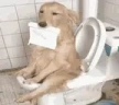 valorant emote