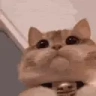 catLookingForWhoAsked emote