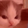 notHehe emote