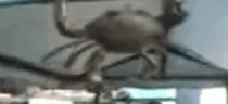 UmSiriFazendoBarra emote