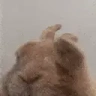 Vibe emote