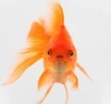 goldfish emote