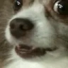 bark emote