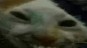 xdders emote