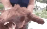 BARKBARLBAKRBARKGRRRR emote