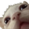 whatdidyousaypussy emote