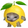 lemoncat emote
