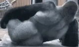 SilverbackItchy emote