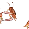 roachJedi emote