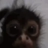 moky emote