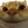 Yesyes emote