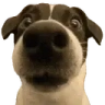 DOGSTARE emote