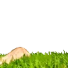 TouchGrass emote
