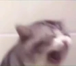 CatScreaming emote