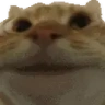 CatYes emote