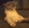 kok emote