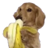 DogLookingHungryAndSnacking emote