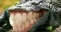 Emote
