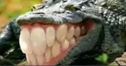 xdddd emote