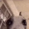 niceBalls emote