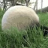 PandaRoll emote
