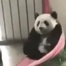 PandaChill emote