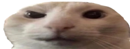 CatLookingSussyAndWide emote