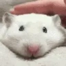 ratKing emote
