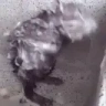 ratBath emote