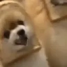 breadTalk emote
