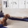 Nanosaur emote