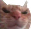 catMad emote