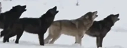 wolfpack emote