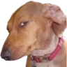 dogsus emote