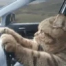 catDrive emote