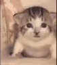 catEXPLODE emote