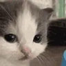 catStaring emote