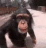 MonkeKiss emote