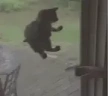 catdoor emote