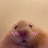 hamsterShy emote