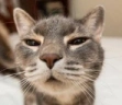 Suwie emote