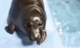 sealHandshake emote