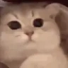 :3 emote