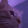 catBop emote