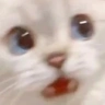 ScaredCat emote