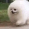 dogRun emote
